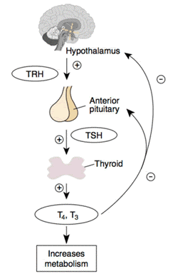 Regulación de la síntesis de hormonas tiroideas