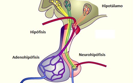 Sistema porta hipofisario, conectando al hipotálamo e hipófisis
